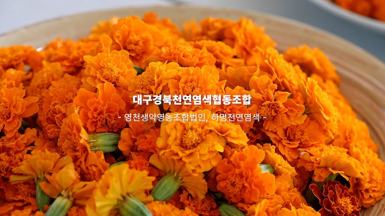 ✨영천생약영농조합법인-대구경북천연염색협동조✨대구경북천연염색협동조합 #천연염색 #천연염색체험 #자연염색 #천연염색공예 #전통염색 #친환경염색 #지속가능패션 #자연에서온색 #슬로우패션