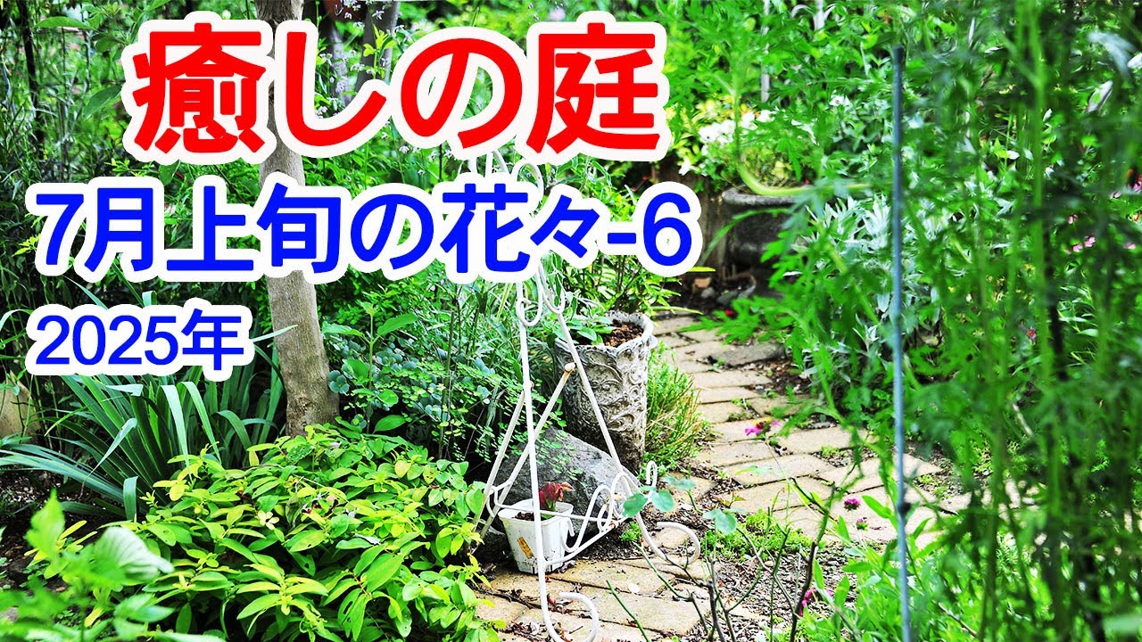 【癒しの庭 7月上旬の花々-6】7月上旬の花々です。今年も猛暑が続きそうです、お花たちだけでなく木まで枯れていきます。2025年7月1日