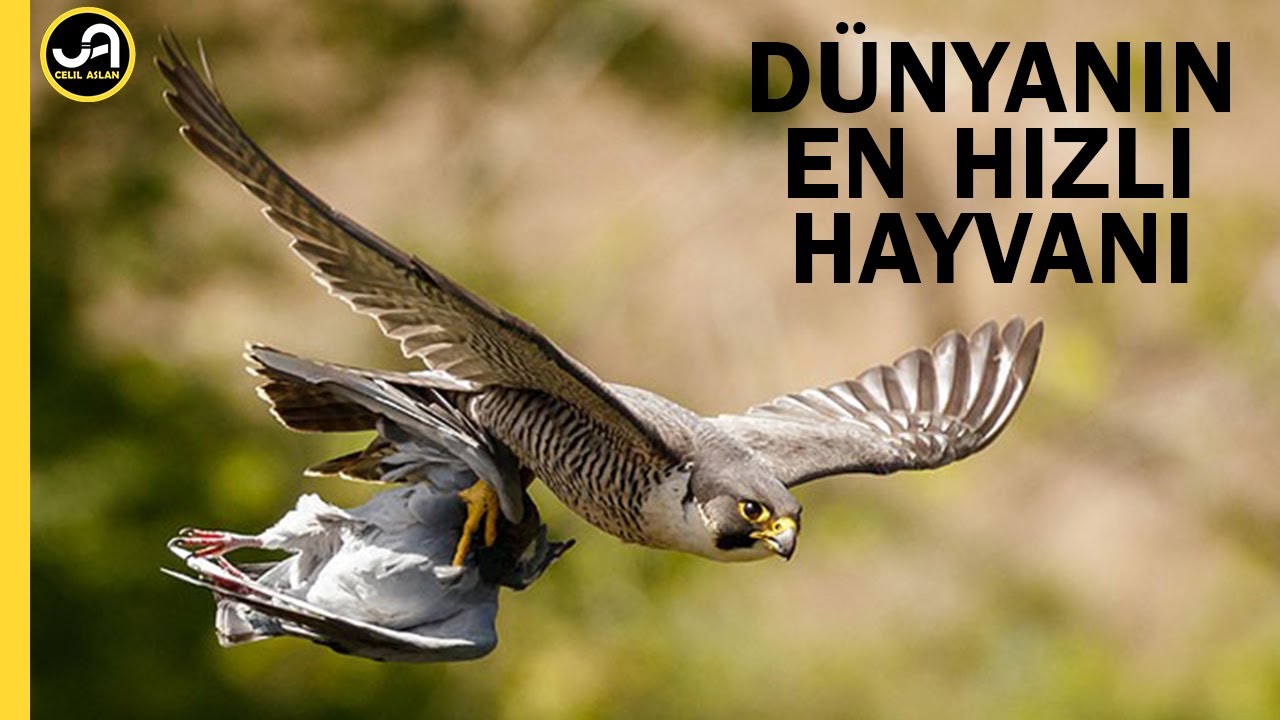Bayağı Doğan: D&uuml;nyanın En Hızlı Hayvanı | G&ouml;kdoğan