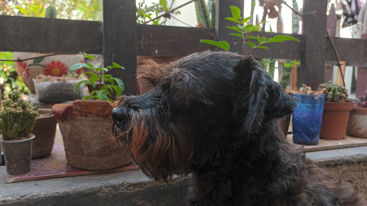 En el jardín 🌵🍀🐕🐢 #poda #siempreverde