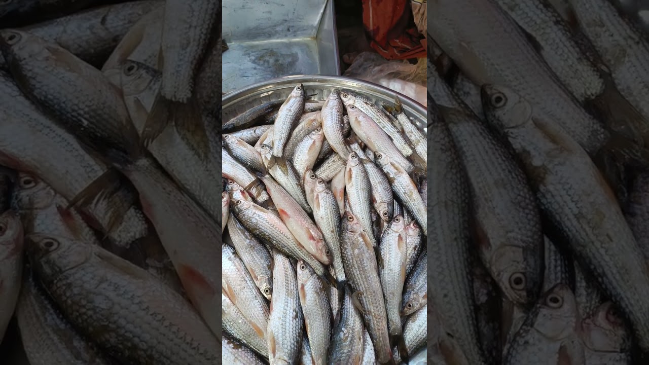 ঘোনা পাড়া বাজার চ্যানেল সাবস্ক্রাইব করুন। #Robin vlogs #fish #viral #fishing 