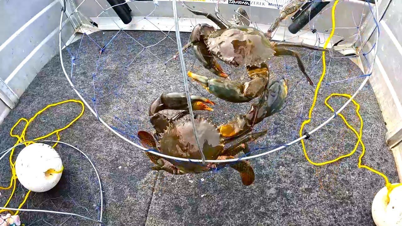 MUD CRAB CATCH - Too Hot!!! - FRESH SEAFOOD