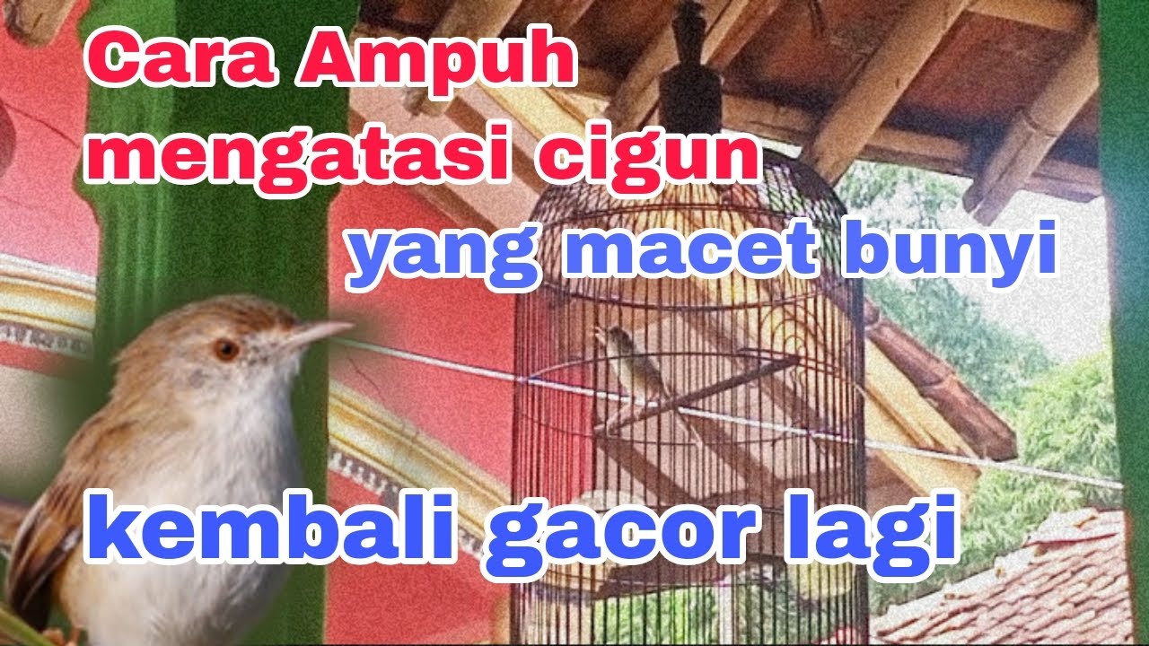 Cara mengatasi ciblek gunung macet bunyi. ‼️ di jamin kembali gacor lagi
