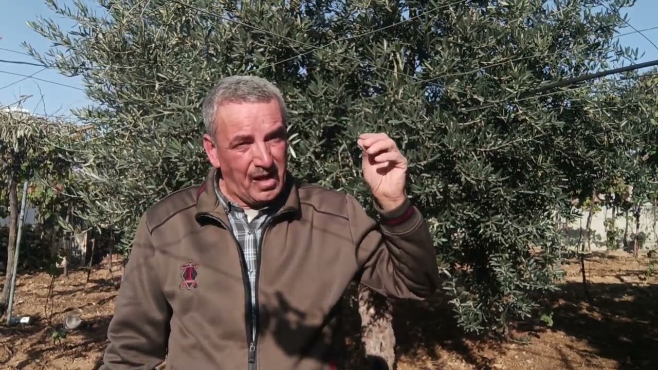 ضرورة تقديم خدمة لشجرة الزيتون قبل التقليم