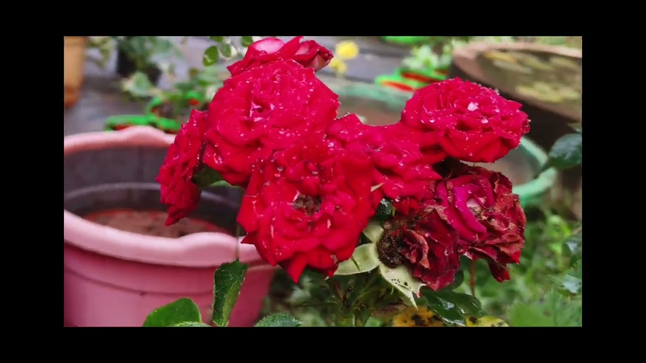Happy Village gardening