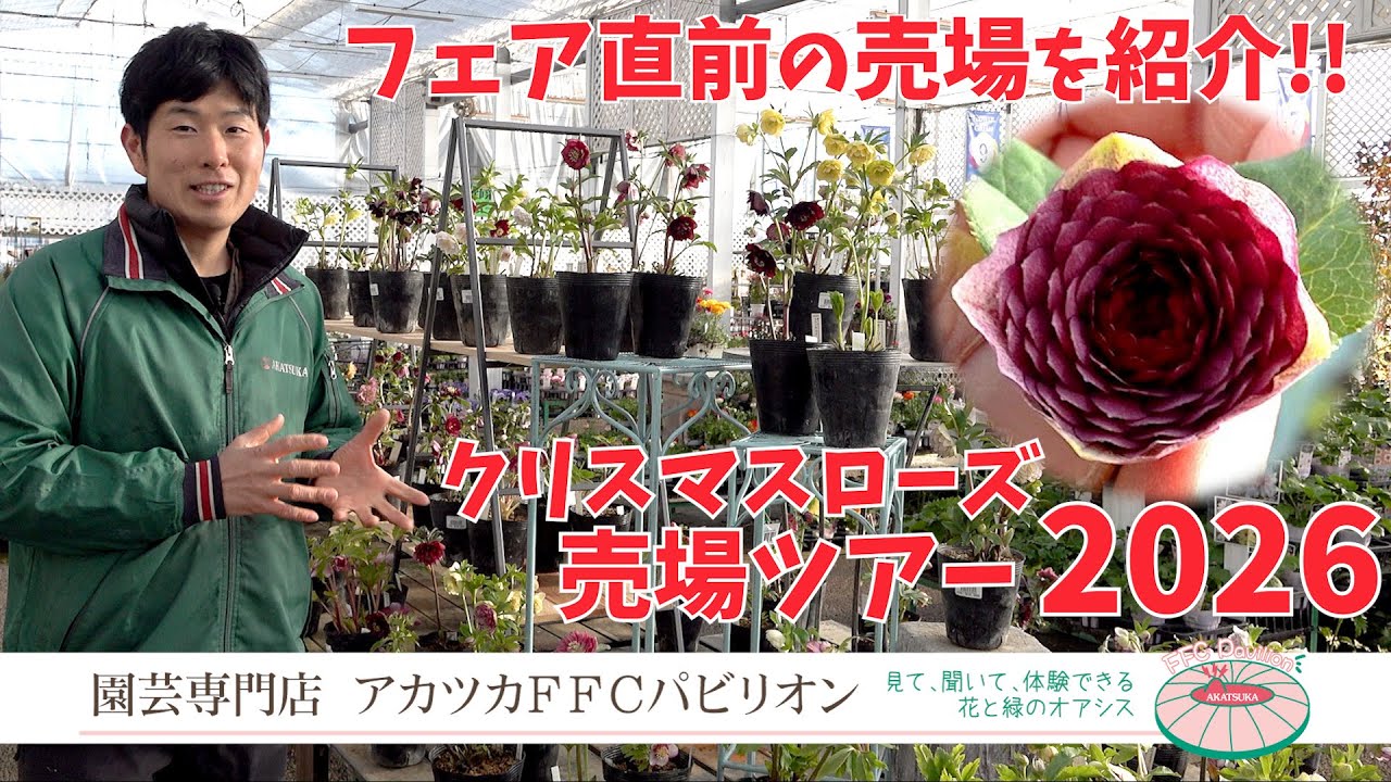 2026年最新版！クリスマスローズ売り場の紹介【園芸専門店アカツカFFCパビリオン】
