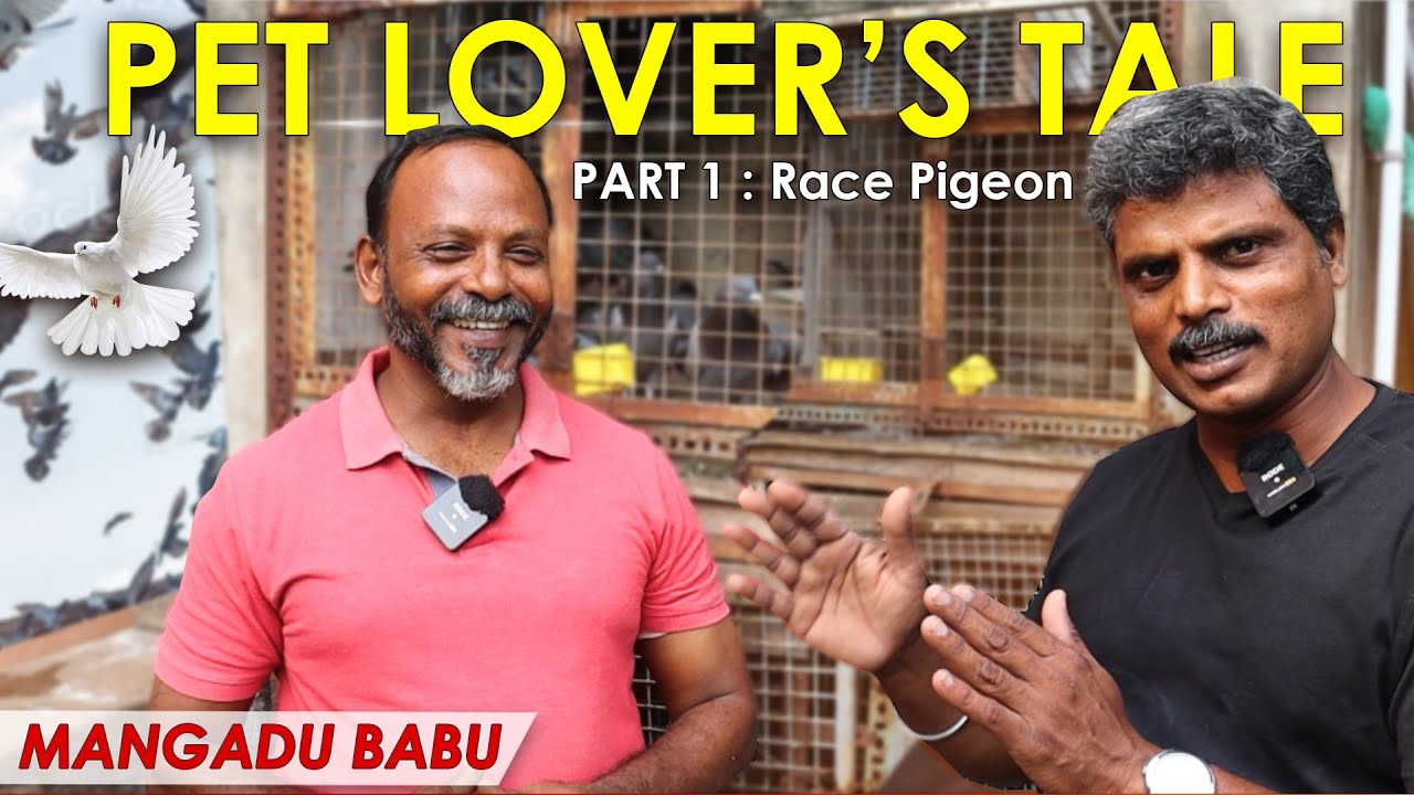 Small Pigeon Loft with Big Results ! | Oor Naattan