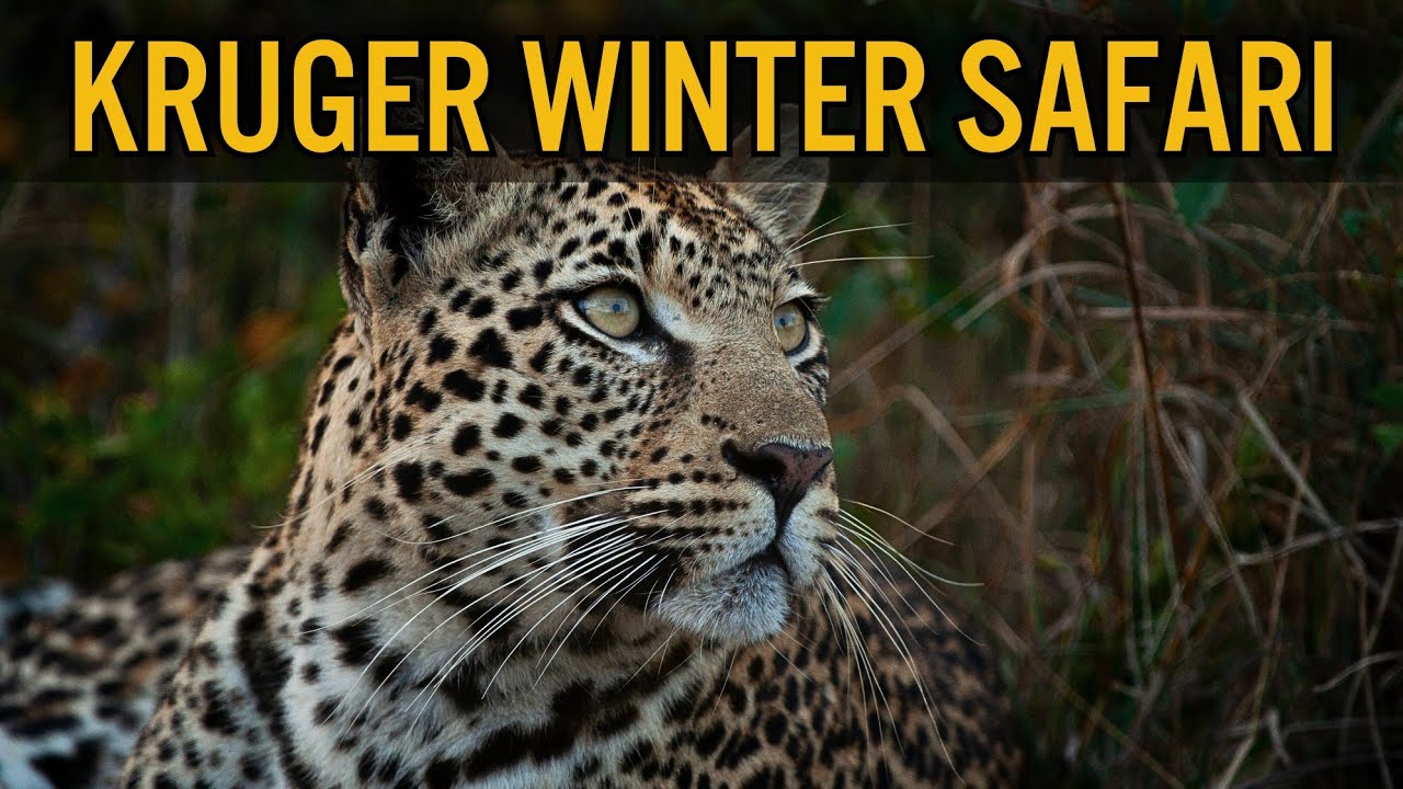 Our First Family Safari in Kruger | Dry/Winter Season | Lower Sabie