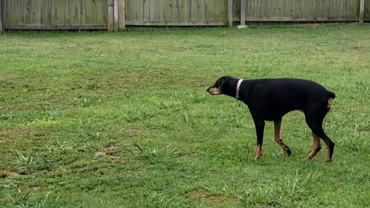 Doberman Chasing Rabbit!