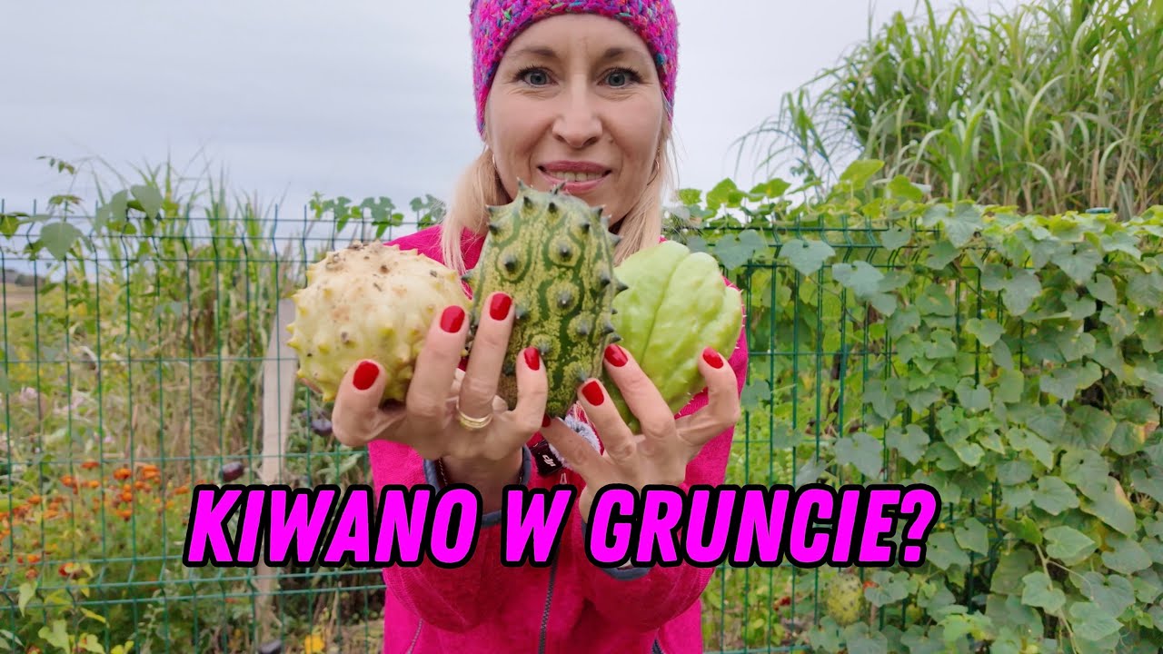 Uprawa kiwano w gruncie? Nic prostszego.