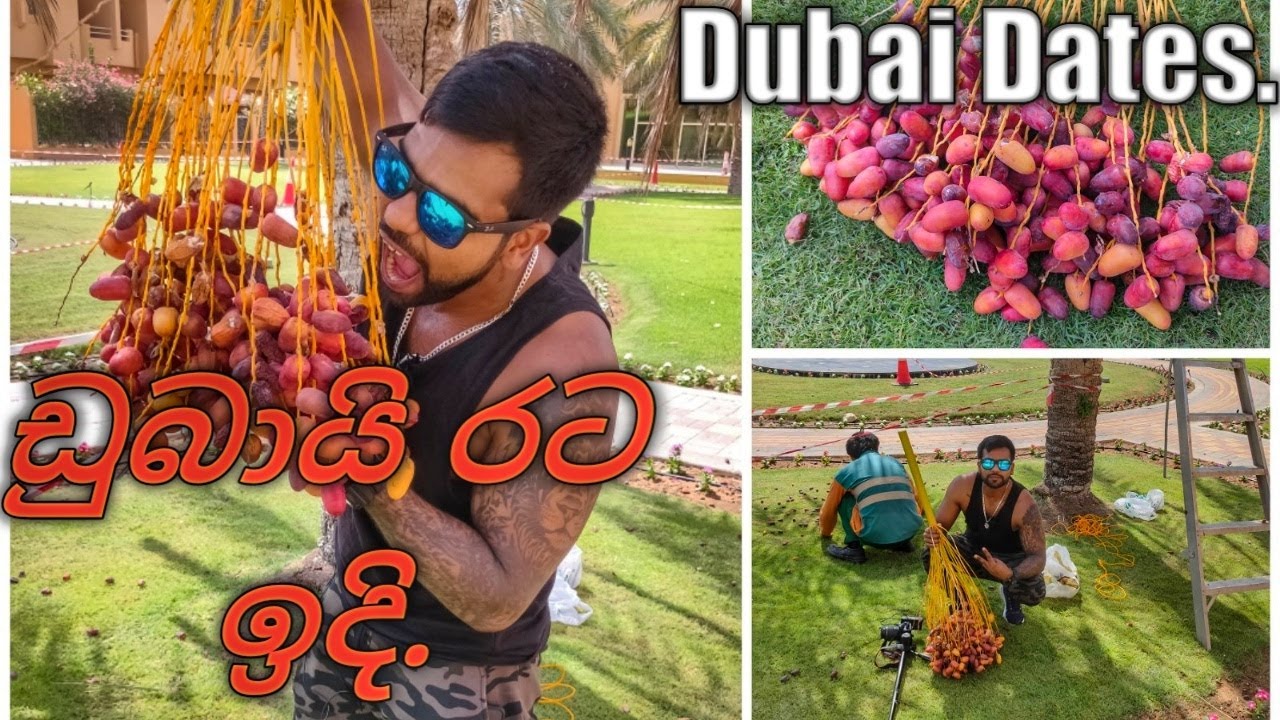 Dubai Dates ඩුබායිවල රට ඉදි.❤️
