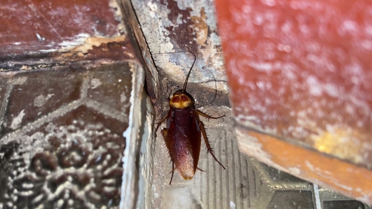Cockroach in bath room #insects #cockroach #youtubevideo #youtube #nature #youtubechannel 