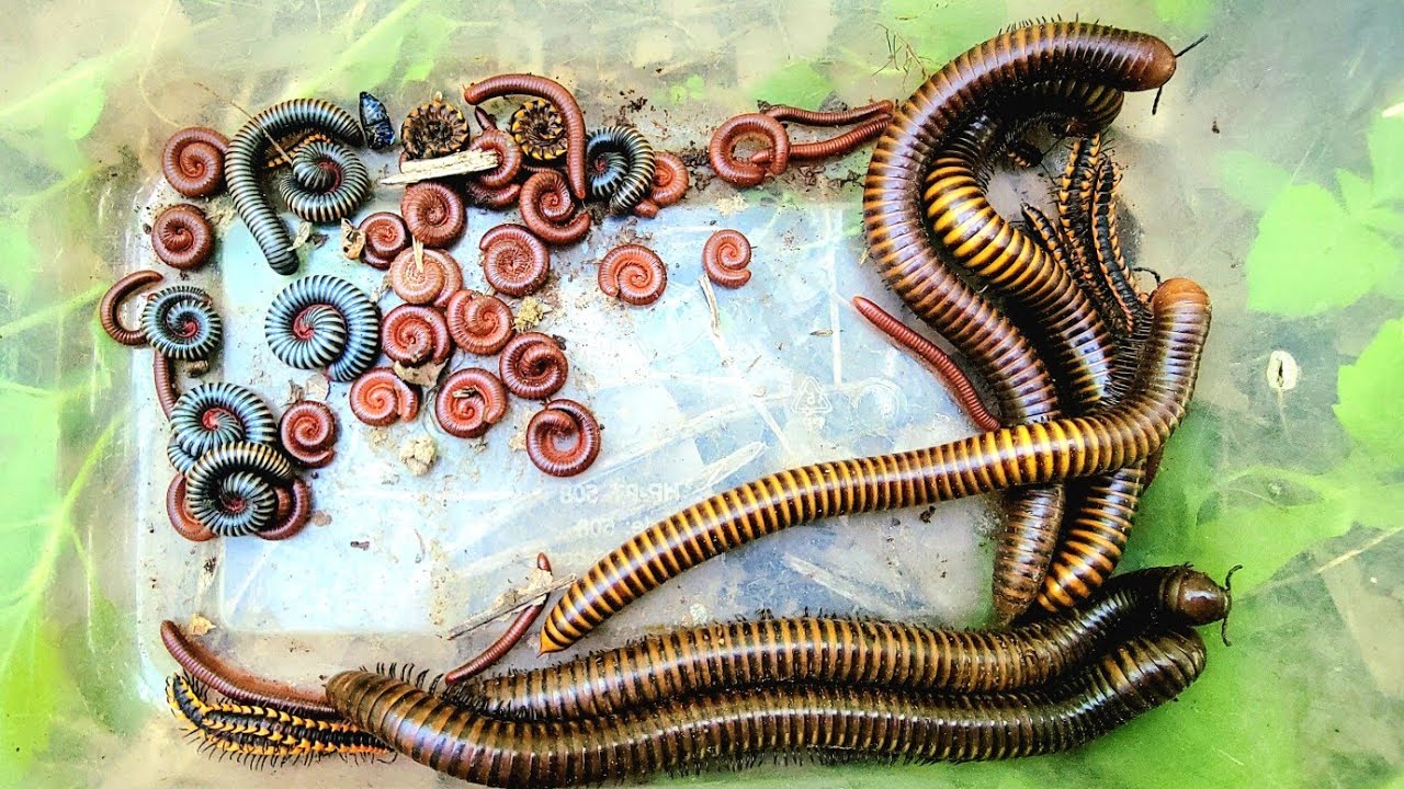 Catch white Millipedes red Spotted black Spotted  big Millipedes 