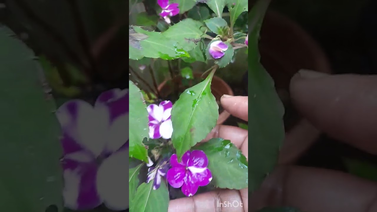 ബാൽസം വെറൈറ്റികൾ🌸🌸🌸