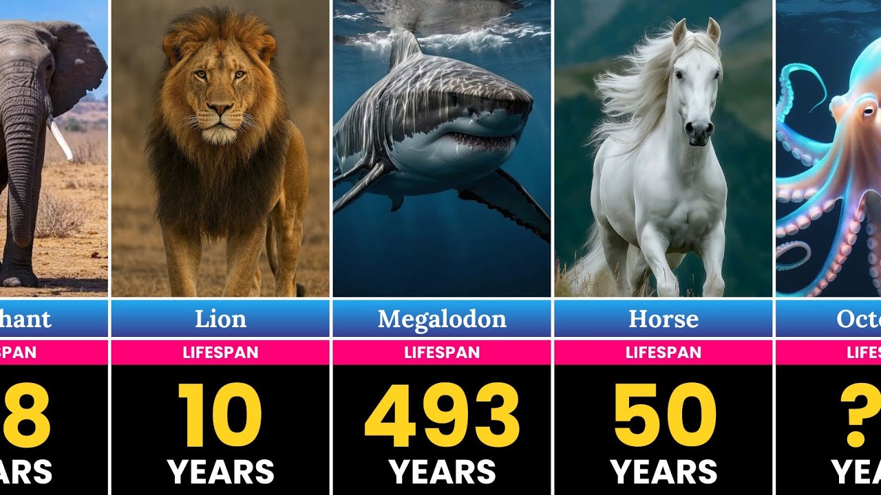 Animals LIFESPAN From SHORTEST To LONGEST