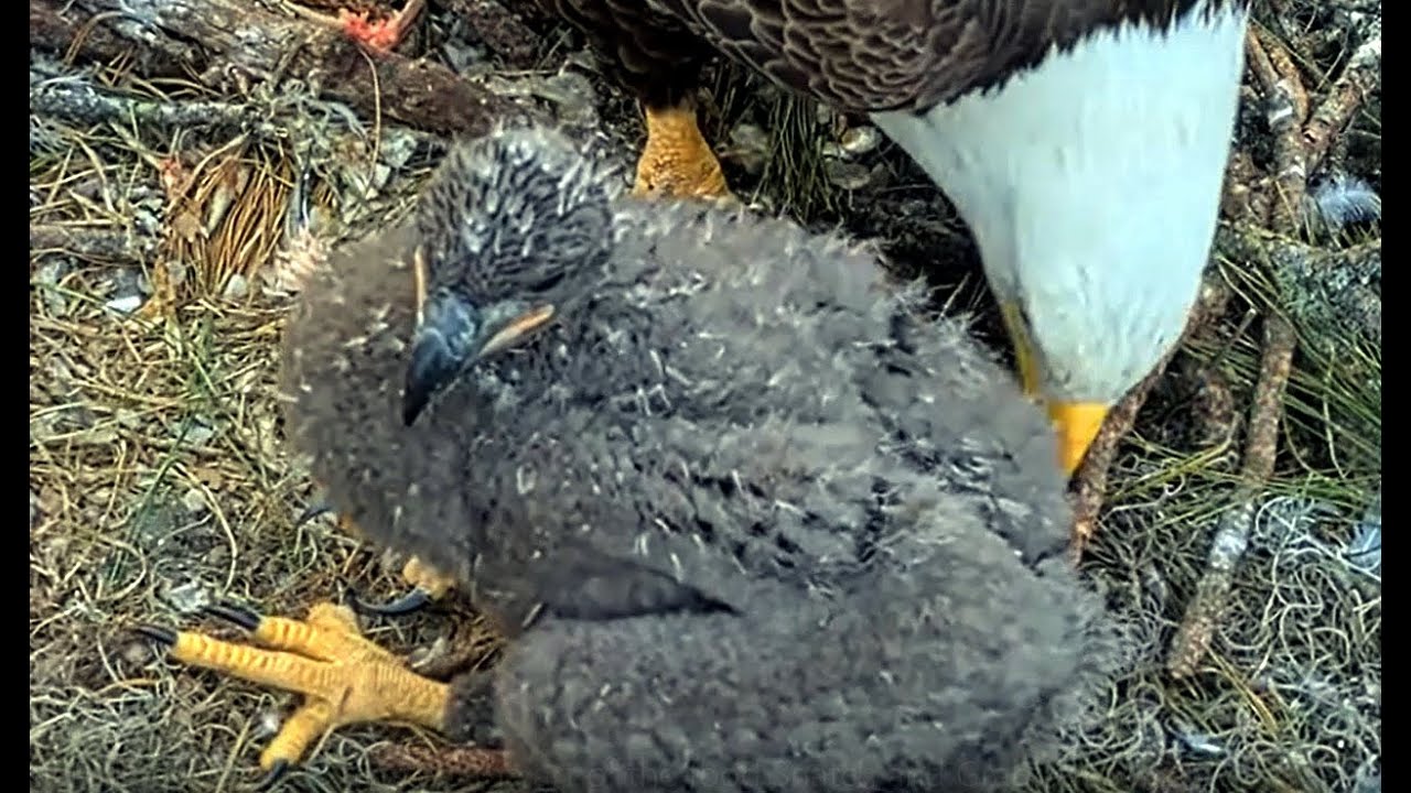 NEFL Eagles ~NE33 masters the art of the food Snatch and Grab! Jan30, 2026