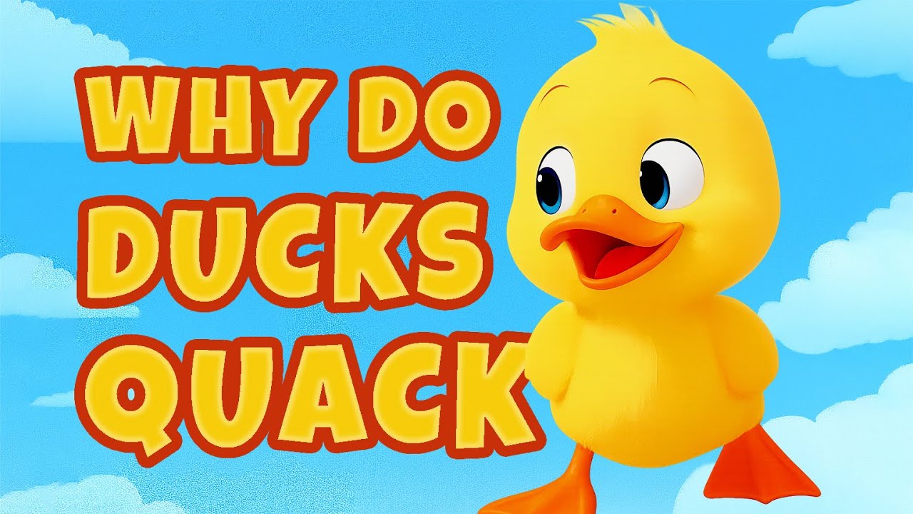 Why do ducks quack?  | Nursery Rhymes & Kids Songs