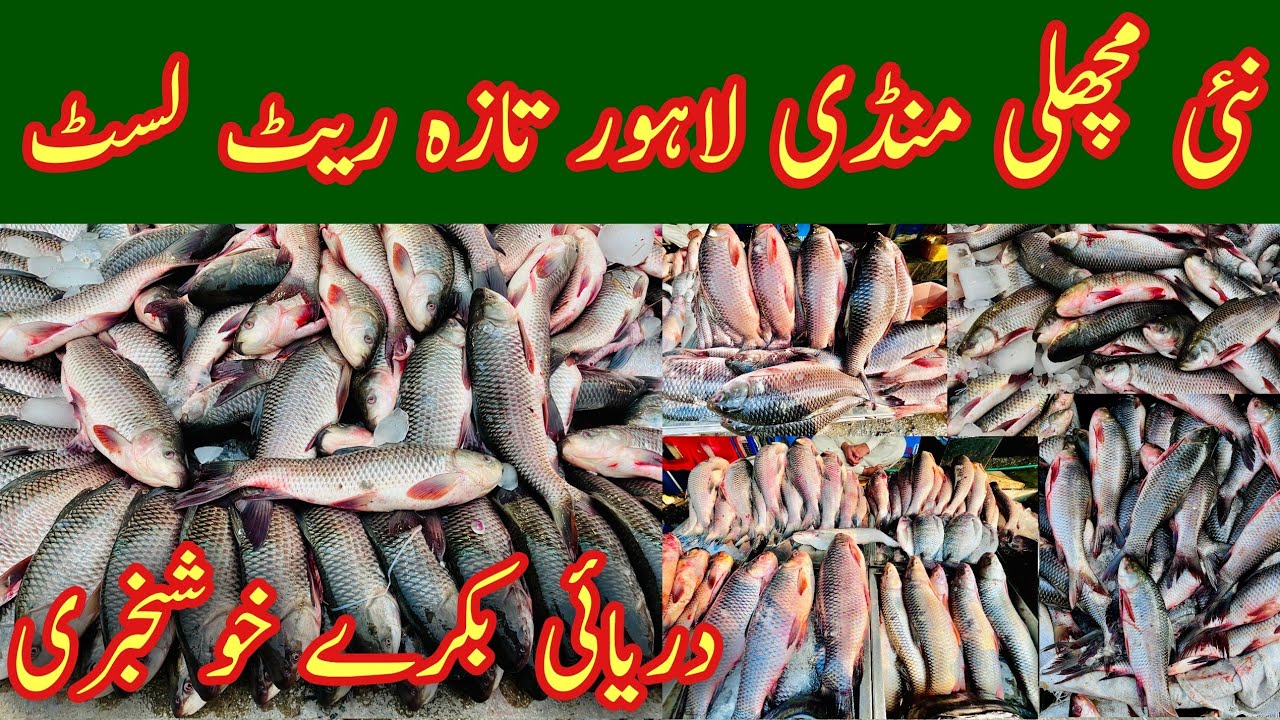 Lahore Fish Market Rates, Lahore Fish Market Today, Fish Market, Fish Market In Lahore, Mr Phirtu