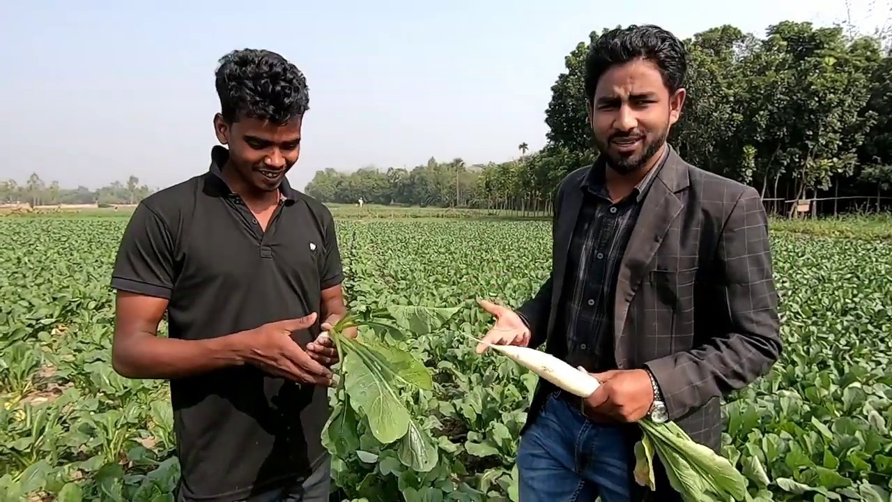 বগুড়ায় মূলা চাষে লক্ষপতি আব্দুল লাতিফ