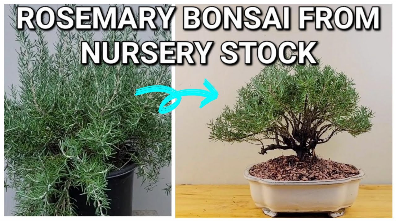 Making a Rosemary Bonsai, pruning for general silhouette #bonsai #herbal
