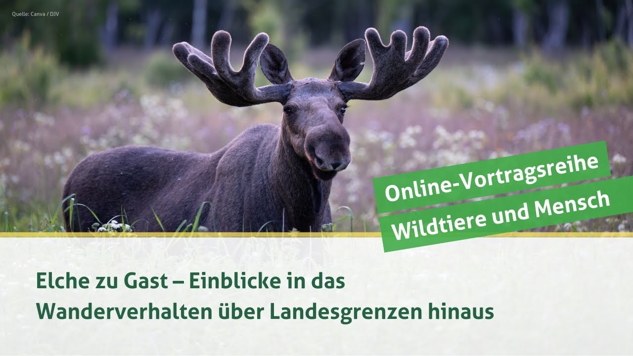 DJV-Online-Vortragsreihe 