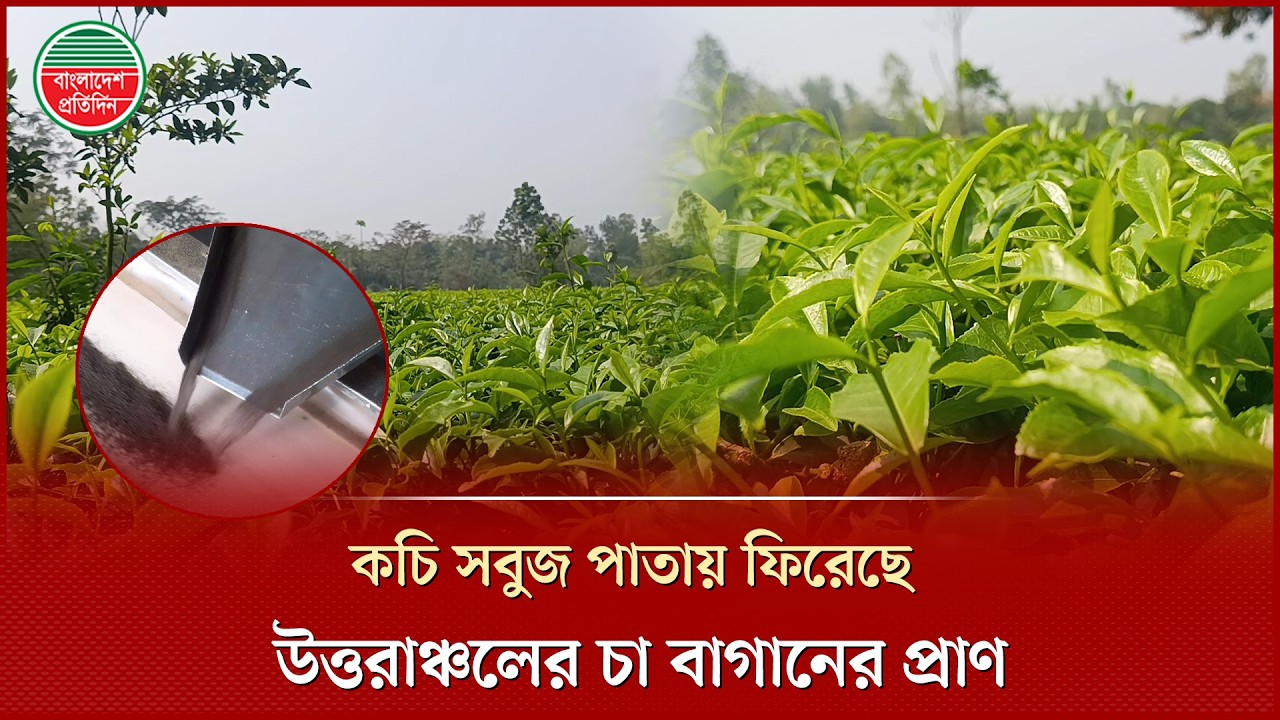 নতুন পাতায় ভরছে উত্তরাঞ্চলের চা বাগান, স্বপ্ন দেখছেন চাষিরা | Tea Garden | Tea Business | Panchagarh