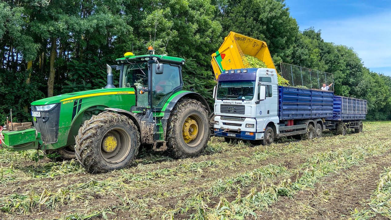 Csemegekukorica betakarítás | Bourgoin B1 elakadás 😮 | John Deere 8370R + 8260R + RÁBA + 2x OXBO