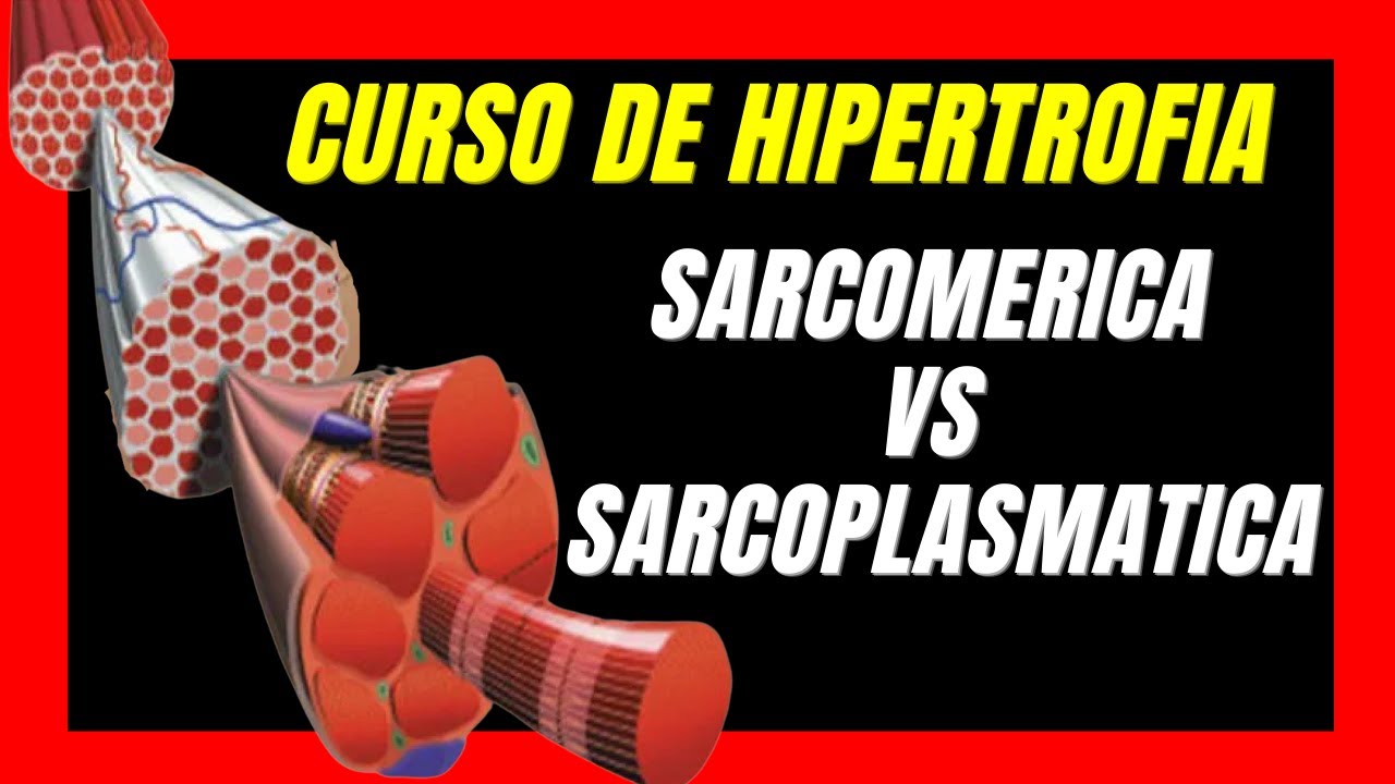 🧬 HIPERTROFIA SARCOMERICA Y SARCOPLASMATICA - Curso Hipertrofia #4