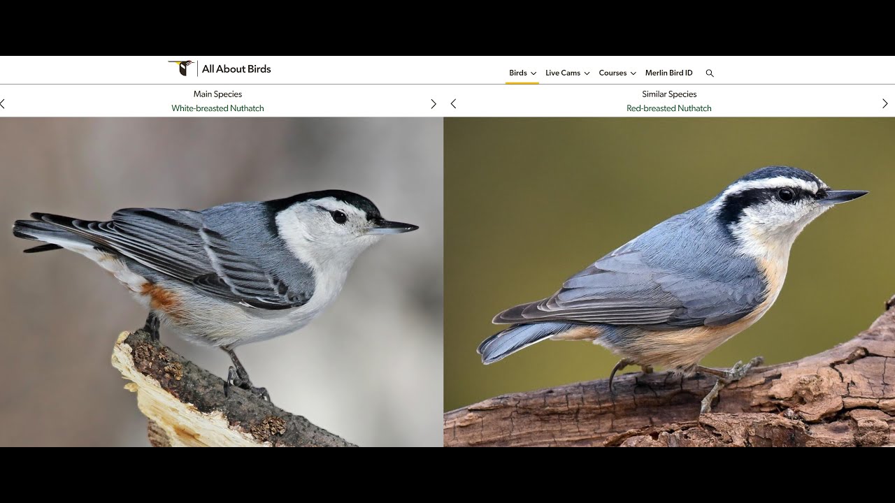 Mondays with Martha #262 - White-breasted vs. Red-breasted Nuthatch