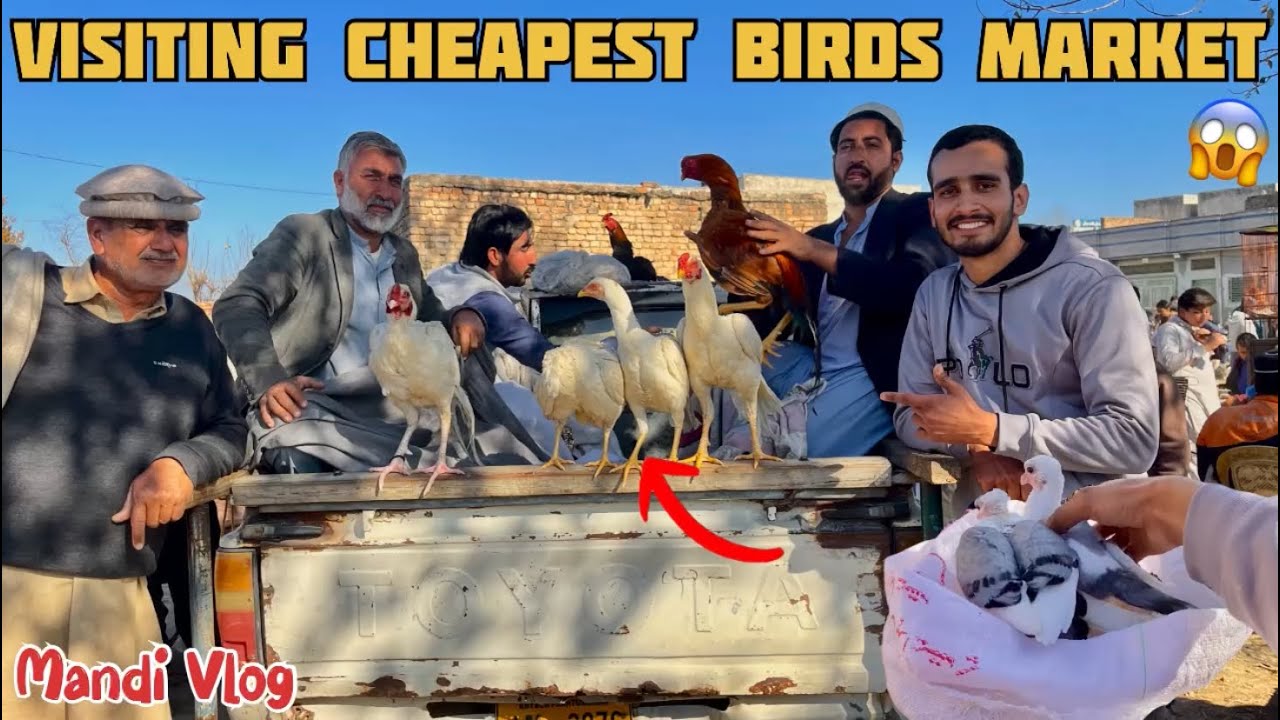 Aj Mandi se Cheapest Birds Lay Ay | Most Cheapest Heera Aseel Birds Market 2025 | Pak Birds