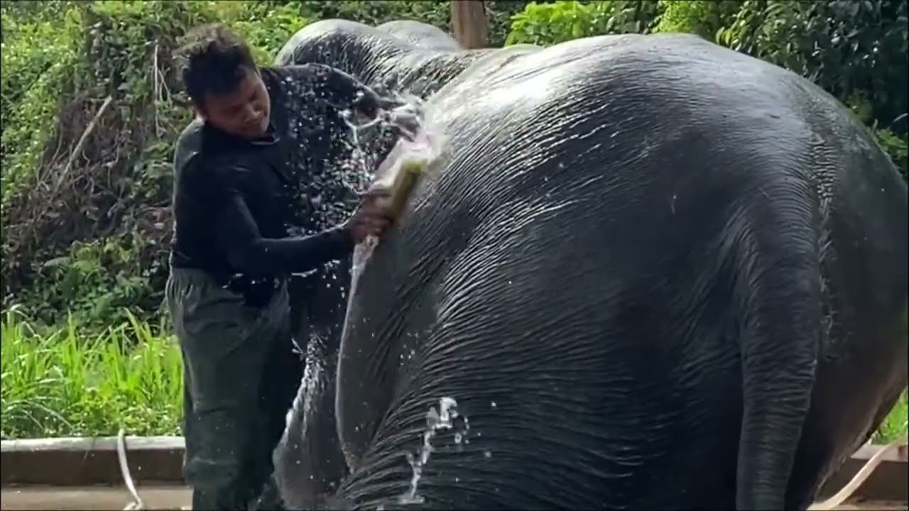 Mahout Chan taking care ITok our auntie in the family 55 years old 😍❤️🐘