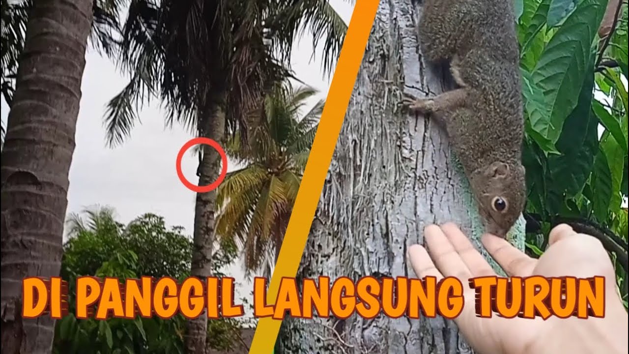 Cara Ampuh Memanggil Tupai / Bajing Kelapa Langsung Turun Dari Pohon Nyamperin