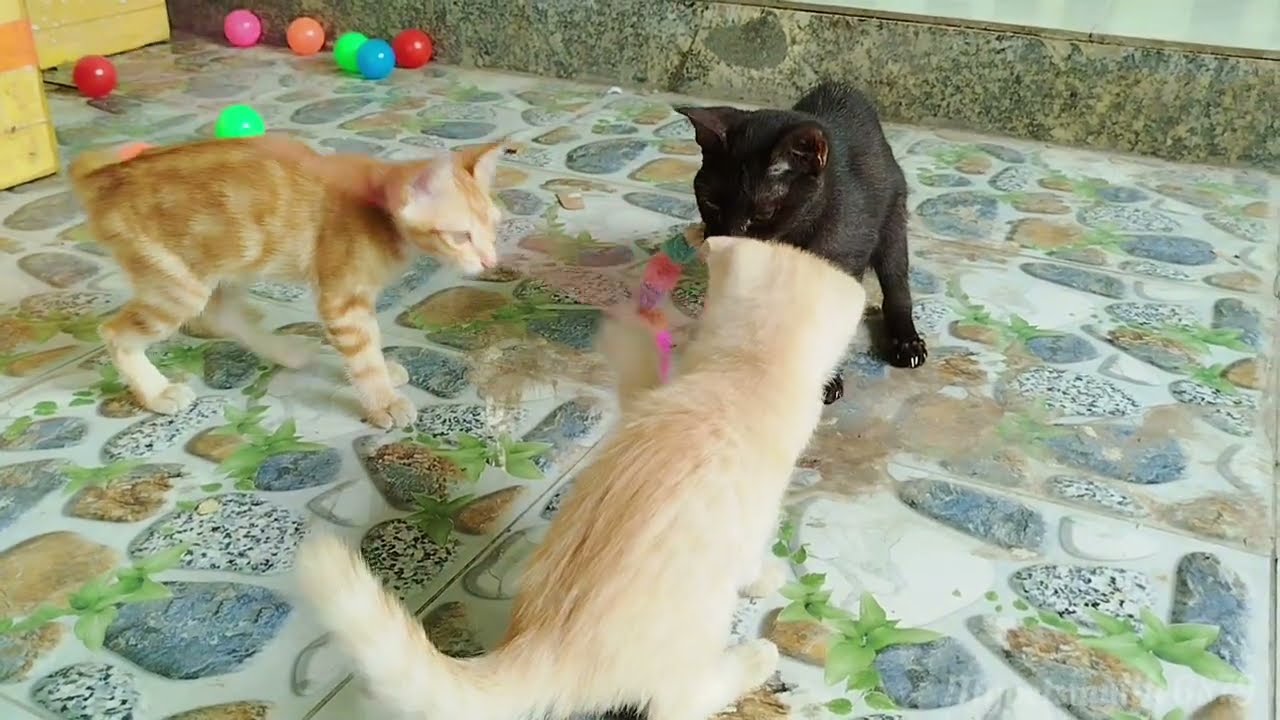 The Kittens Are Chasing The Feather Teaser