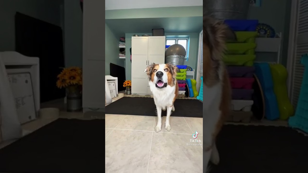 my name is chiki TikTok with three dogs