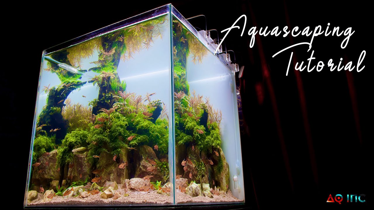 Step By Step Aquascaping Tutorial, Nature Style(50L)
