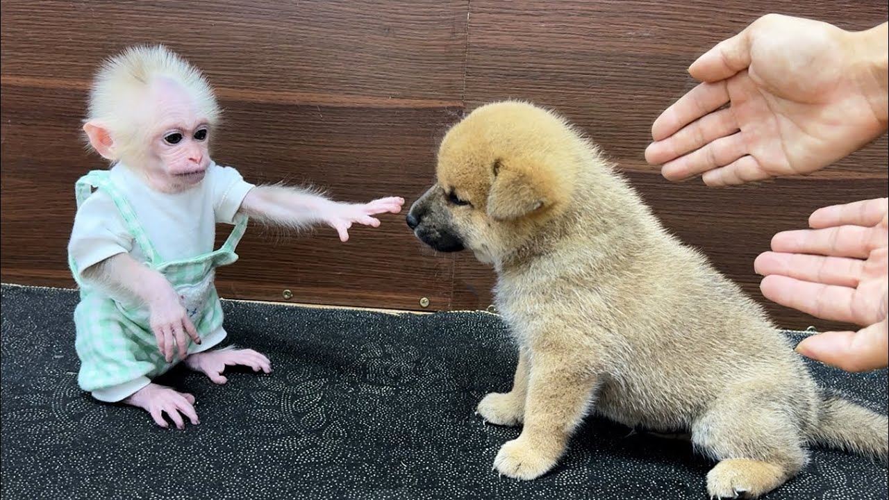 baby monkey Xuka's reaction when he discovered the presence of a puppy in his house