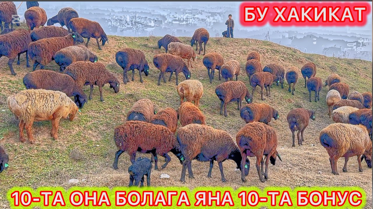 НАРХЛАР ТУШДИ СЕЗДИНГИЗМИ, ЁКИ БИЗДАН БЕЗДИНГИЗМИ, НИМА КИЛАЙ АЙТИНГ ЭНДИ.