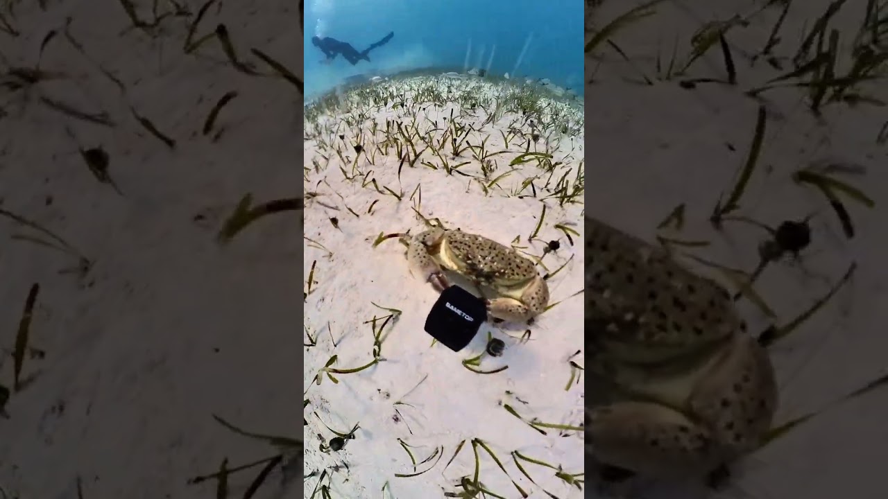 Angry Crab Stole My Diving Camera
