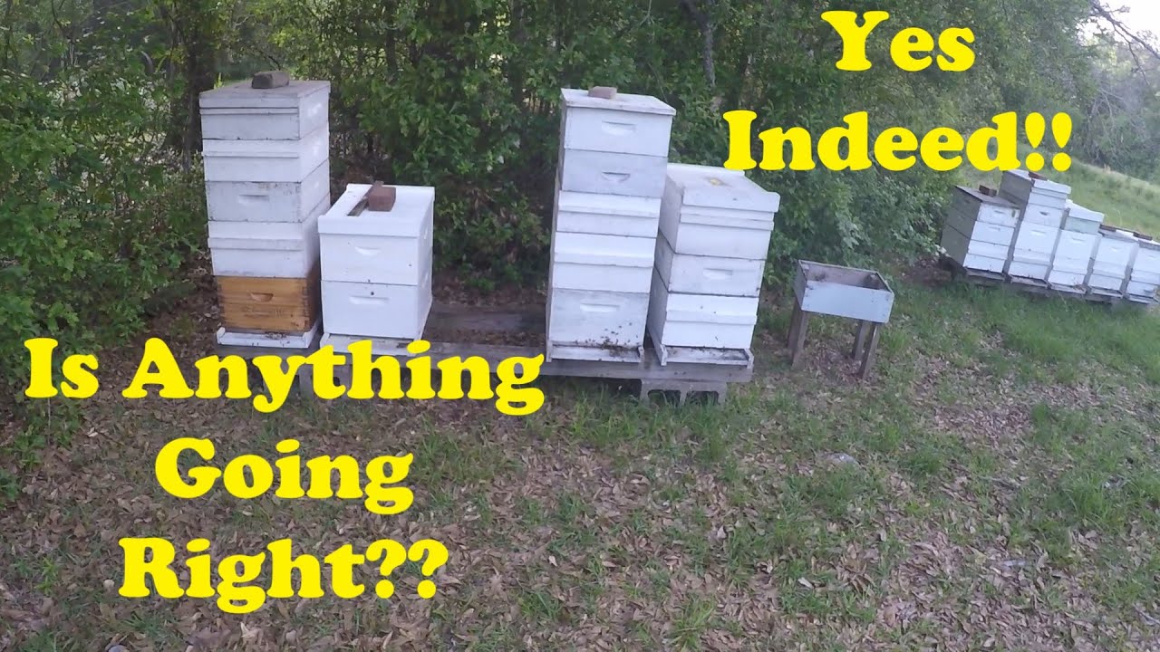 Busy Beekeeping | Some Good News Please