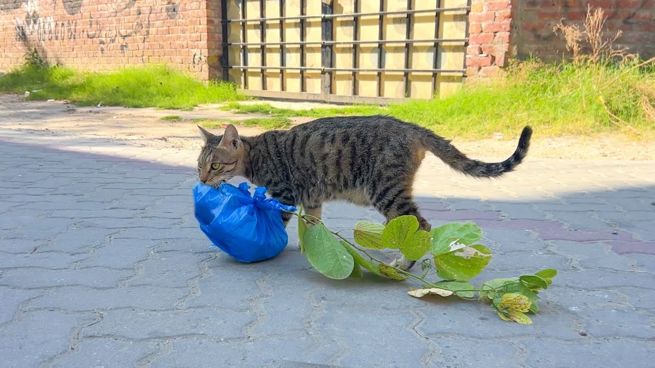 Nobody believed this cat would protect her kittens from cold and she did the unexpected.