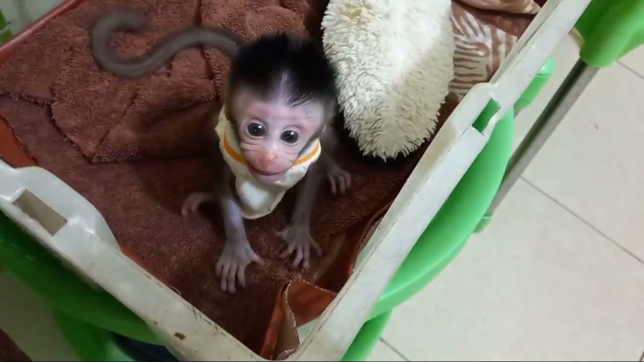 baby monpai koko memanggil ibu #babymonkey#monpai#babymonpai