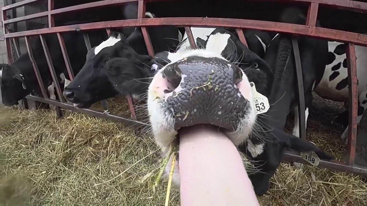 Cowlick