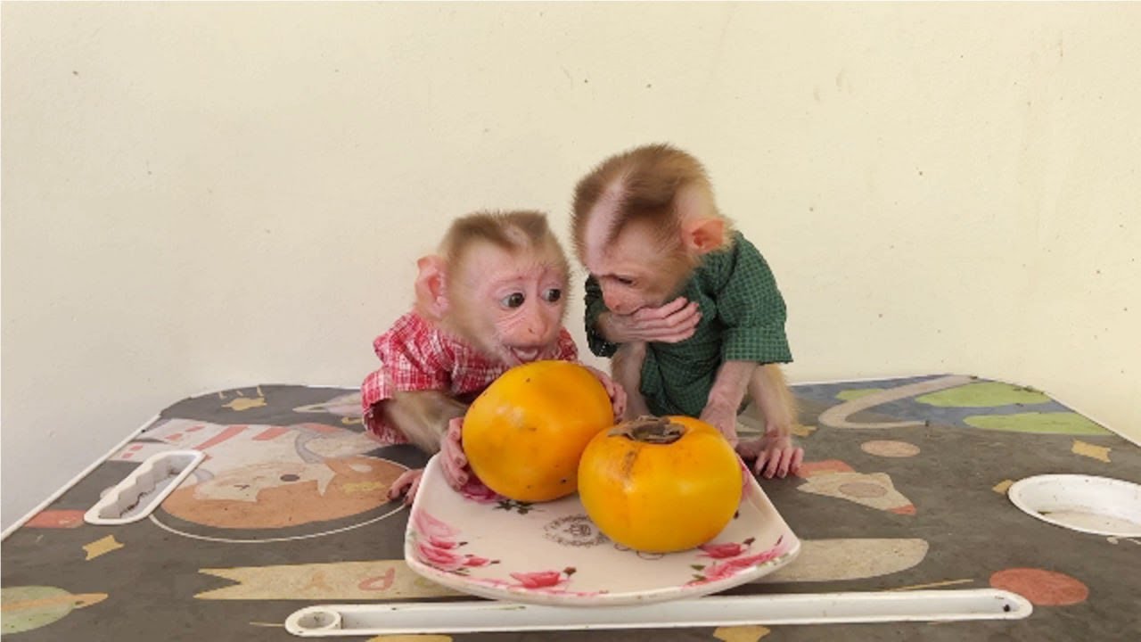 OH Gezzzz..!! Greedy Ronaldo Rush To Eat Fruit Till Selena Sad & W0rry
