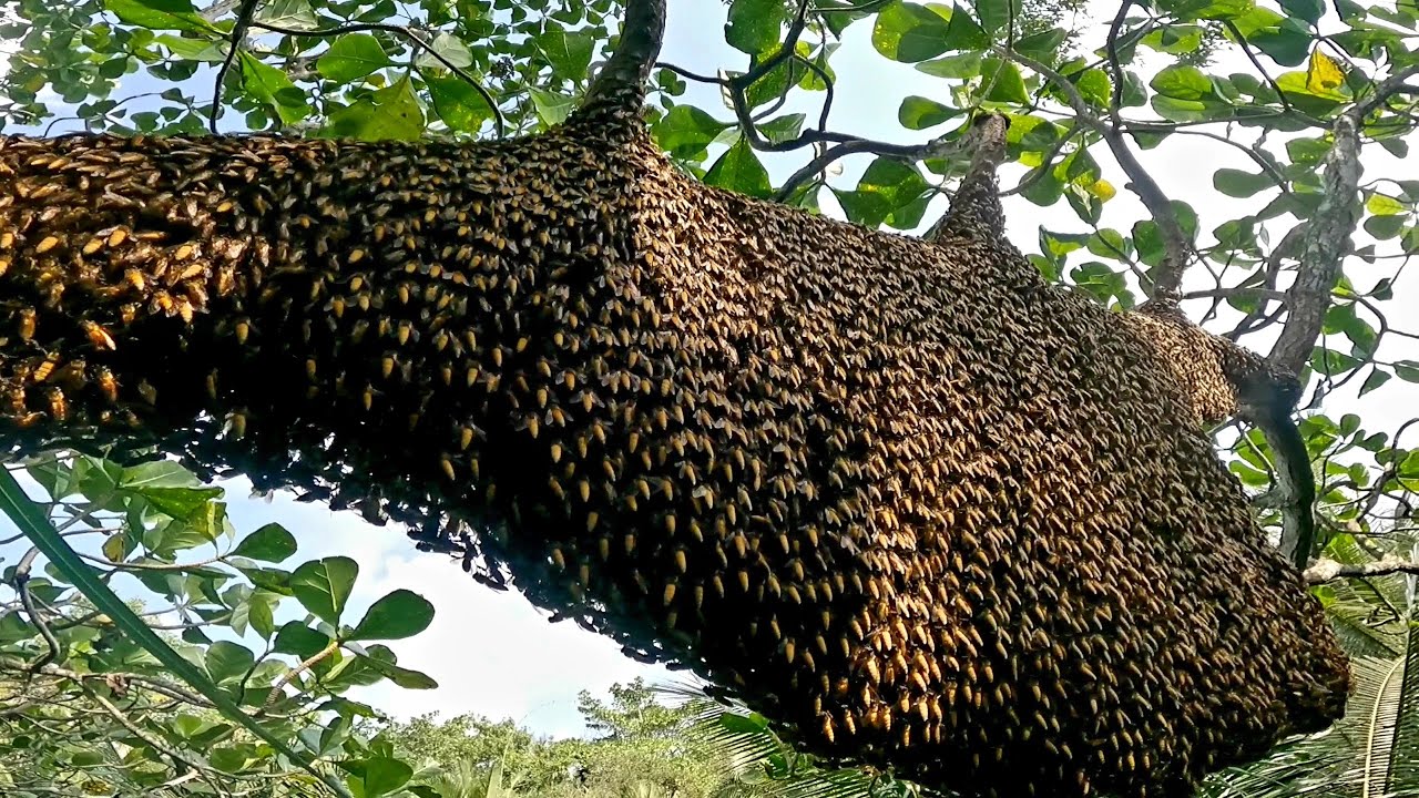 Bắt hai tổ ong lớn đống cập bờ sông bầu mật vô rất đẹp chám voi
