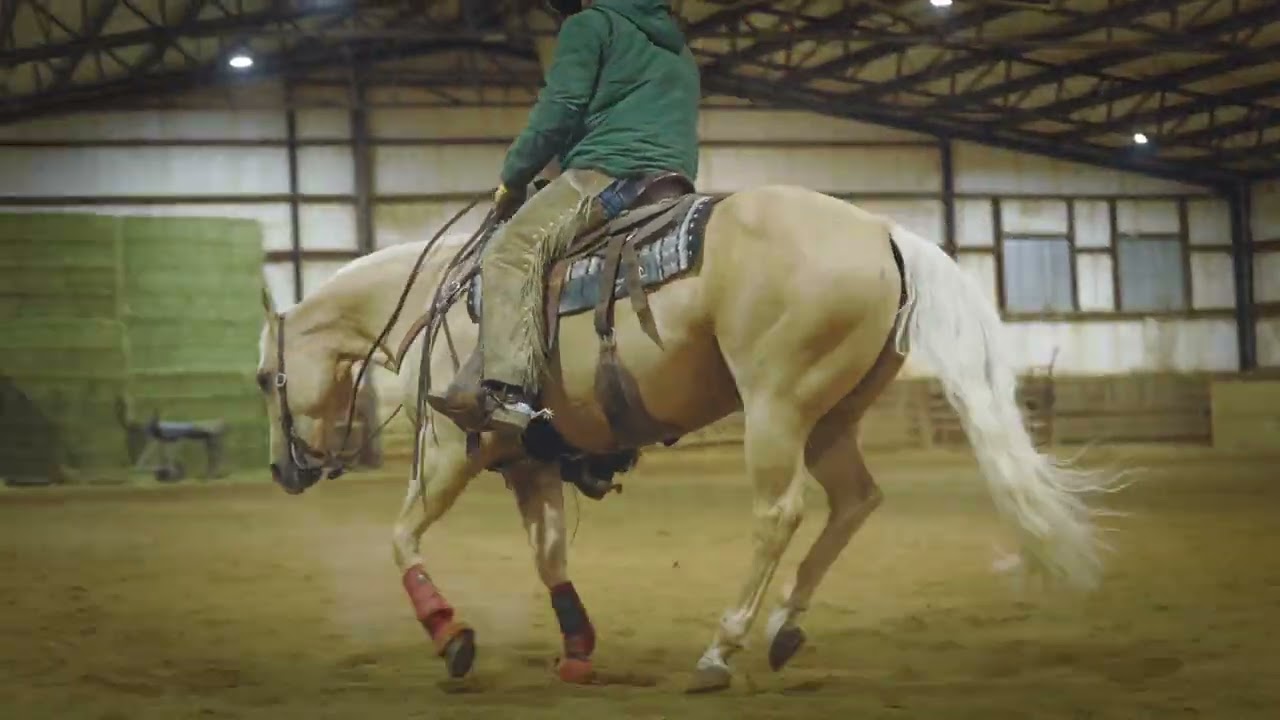 Hip #93 Lemon Juice, 2016 AQHA Palomino Gelding