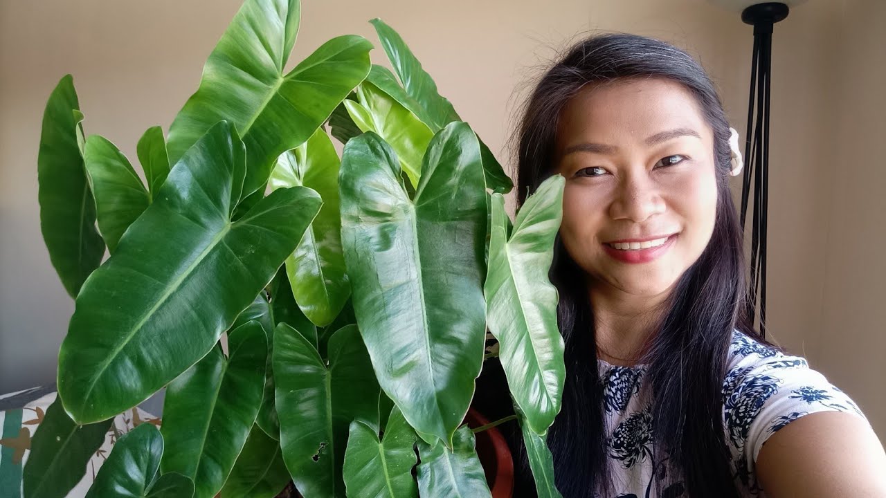 BURLE MARX 🌿 | No Drama Philodendron, Best for Newbies