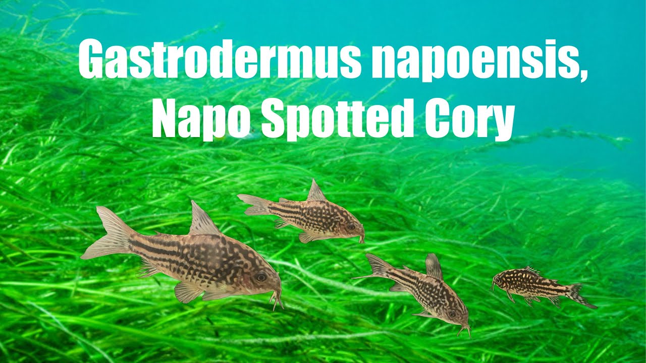 Gastrodermus napoensis, Napo Spotted Cory