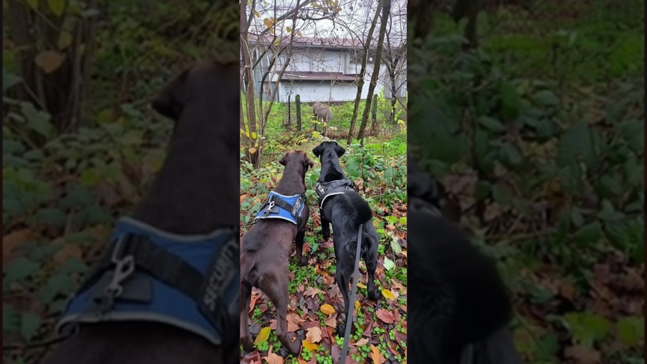 🎵 Etna y Juka | Canción sobre dos labradoras 🐶❤️ 