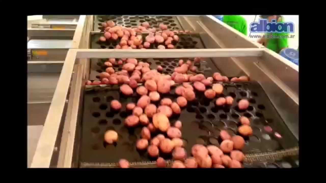ALBION - Línea de lavado, inspección y calibrado de papas - Line of process potatoes