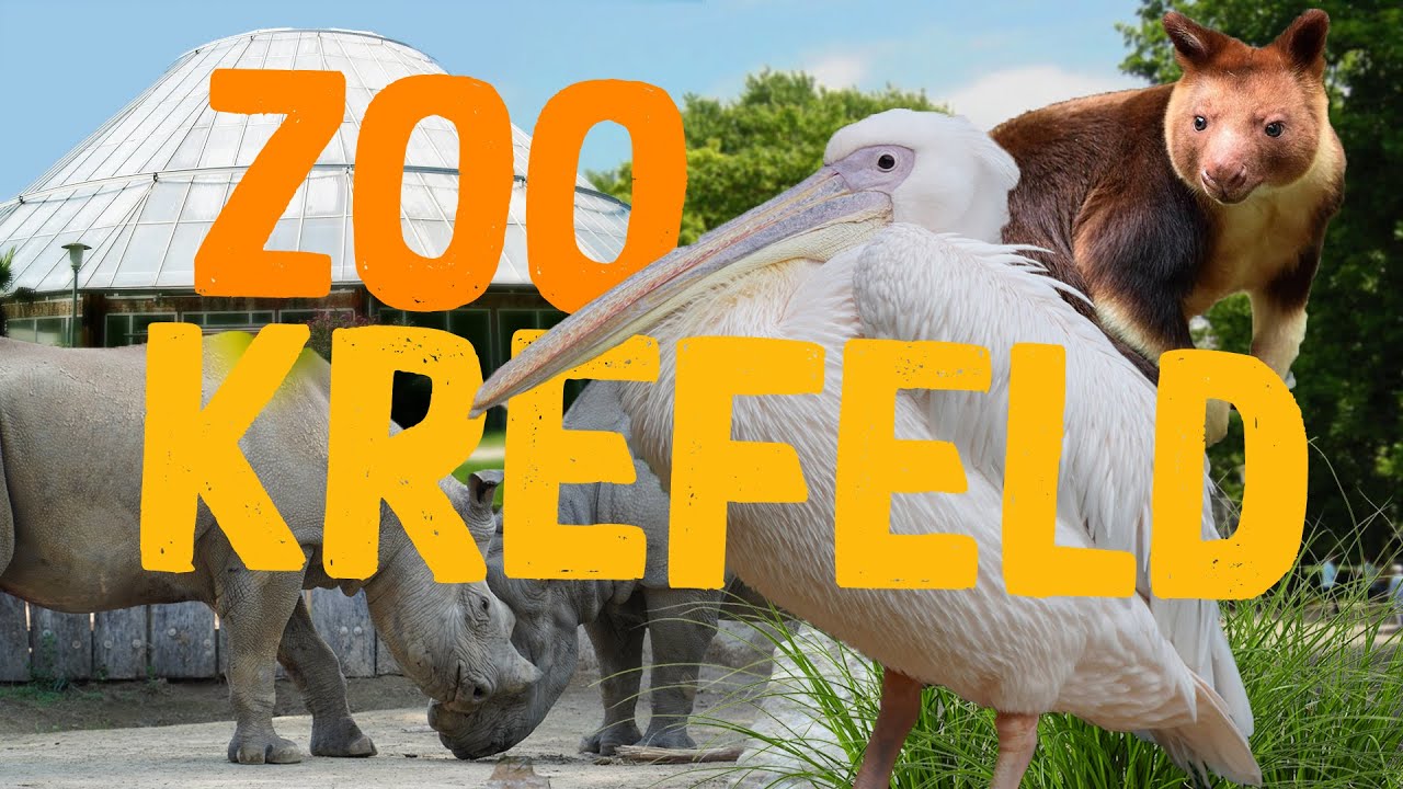 Zoo Krefeld - Klein aber oho? | Zoo-Eindruck